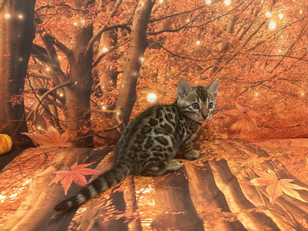 Sheba Litter photo 8