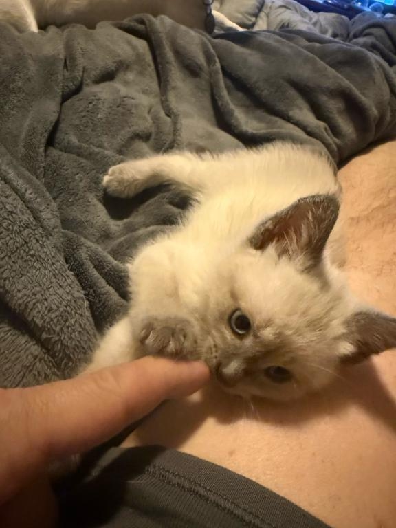 Nalas Litter photo 3