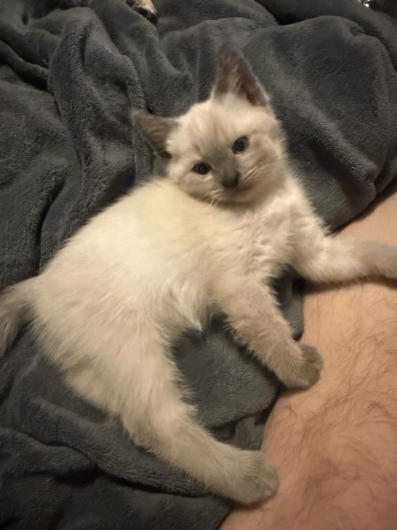 Nalas Litter photo 11