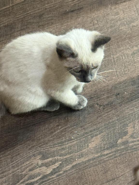 Nalas Litter photo 6