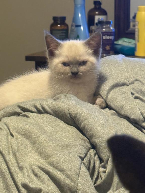 Nalas Litter photo 2