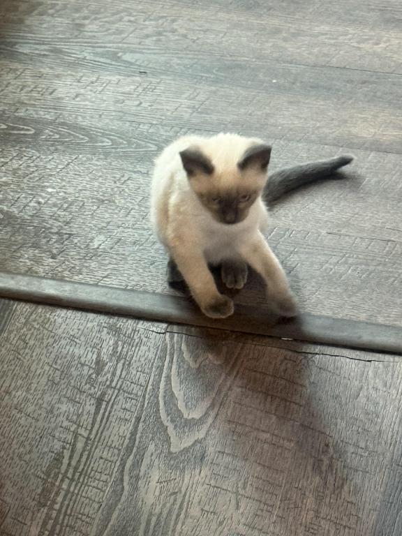 Nalas Litter photo 5