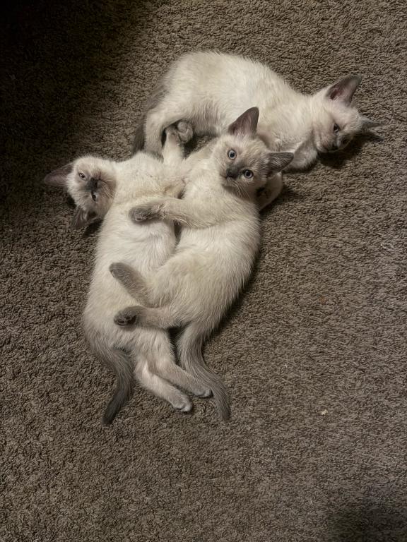 Nalas Litter photo 8