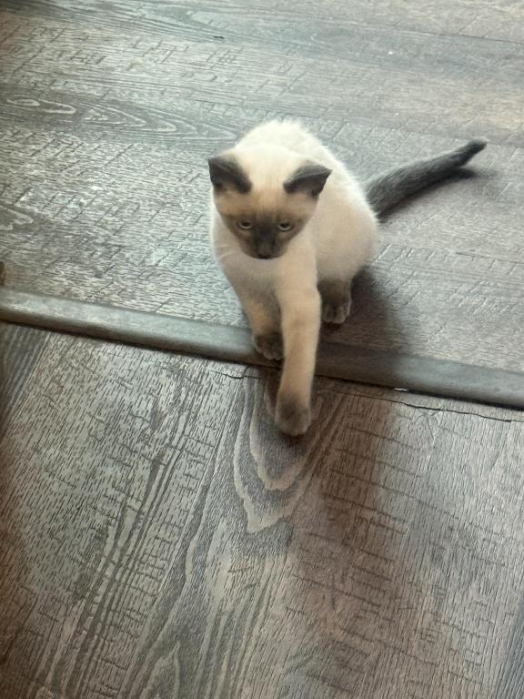Nalas Litter photo 7
