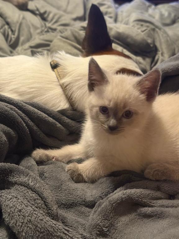 Nalas Litter