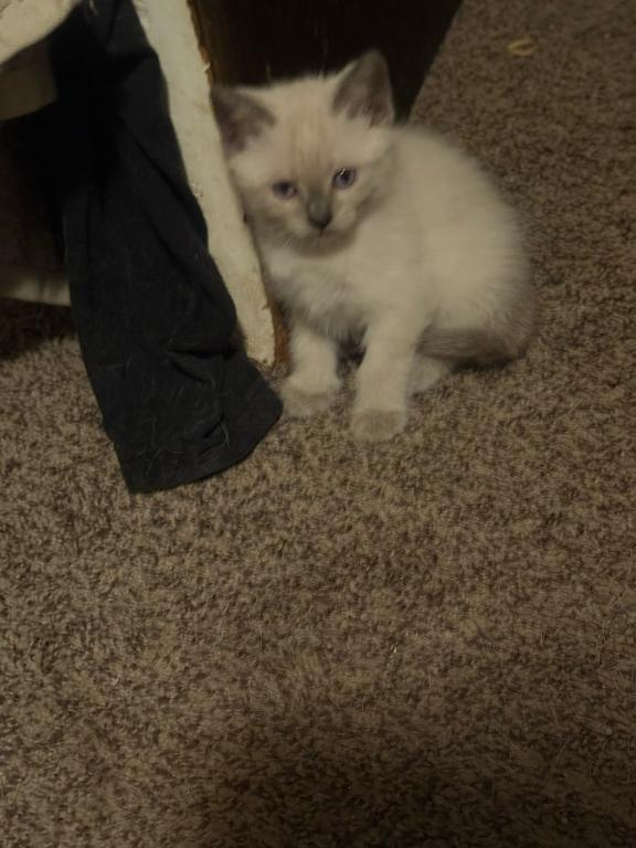 Nalas Litter photo 10