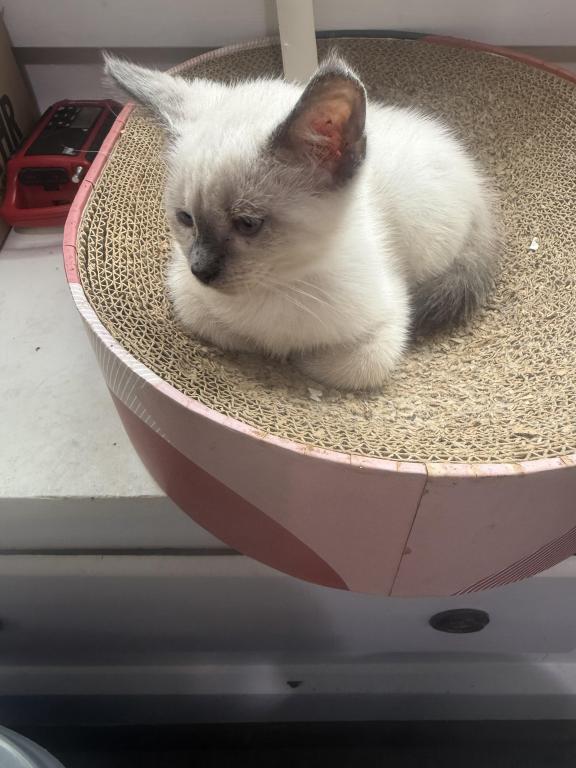 Nalas Litter photo 4