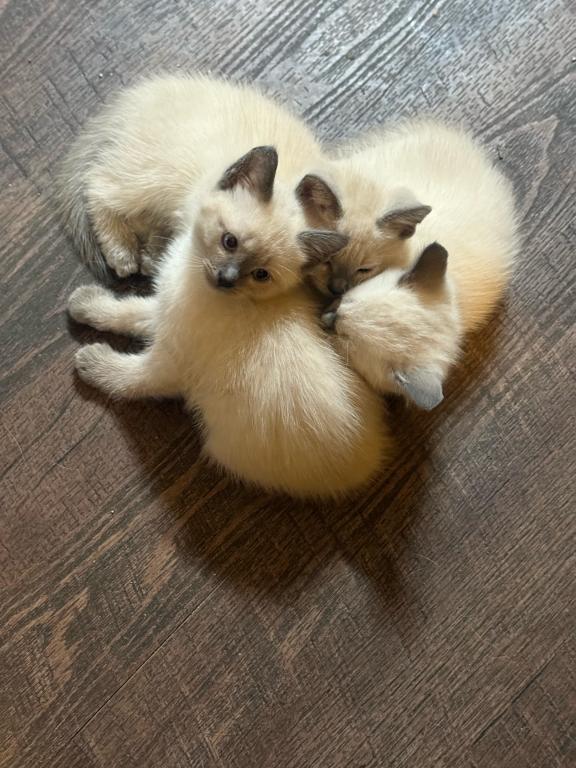 Nalas Litter photo 9