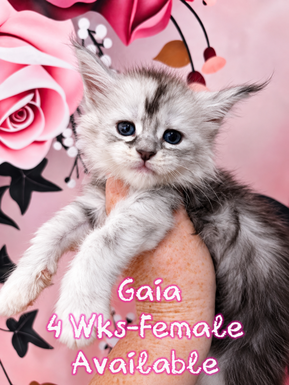Gaia The God & Goddess Litter photo 1