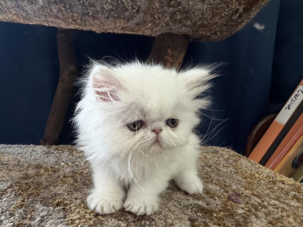 White Persian Boy Ready To Go photo 10
