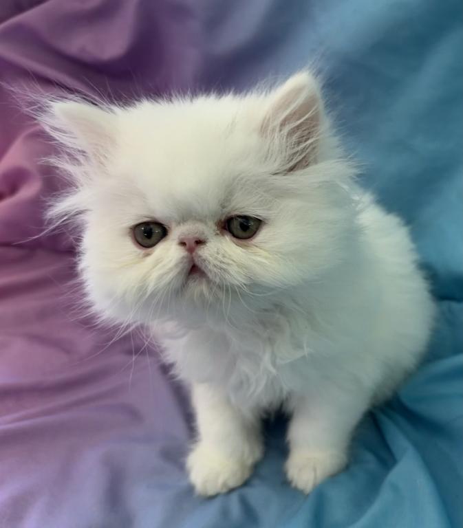 White Persian Boy Ready To Go photo 2