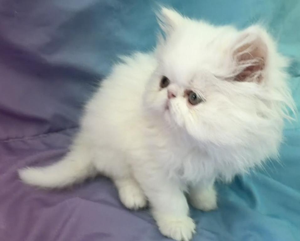 White Persian Boy Ready To Go photo 9