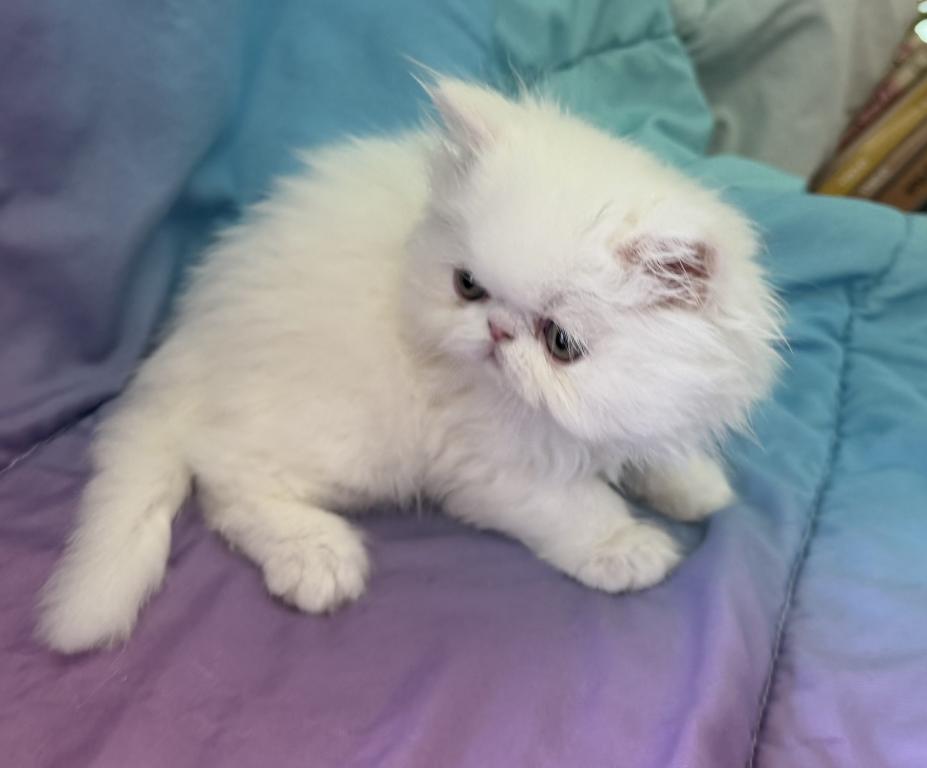 White Persian Boy Ready To Go photo 4