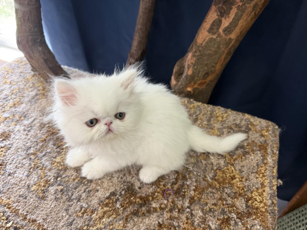 White Persian Boy Ready To Go photo 13