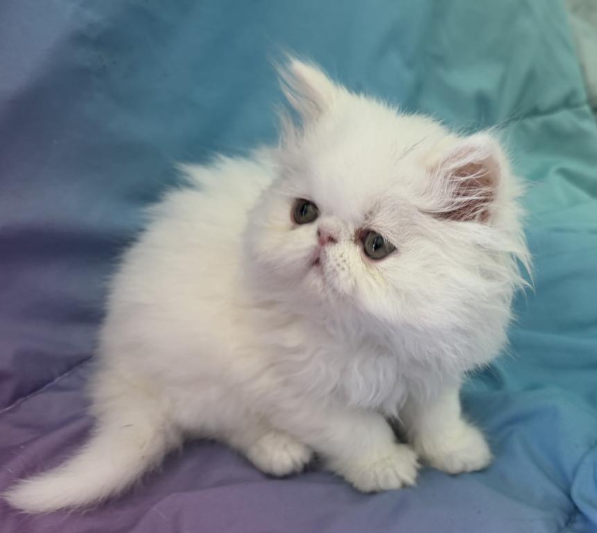 White Persian Boy Ready To Go photo 11