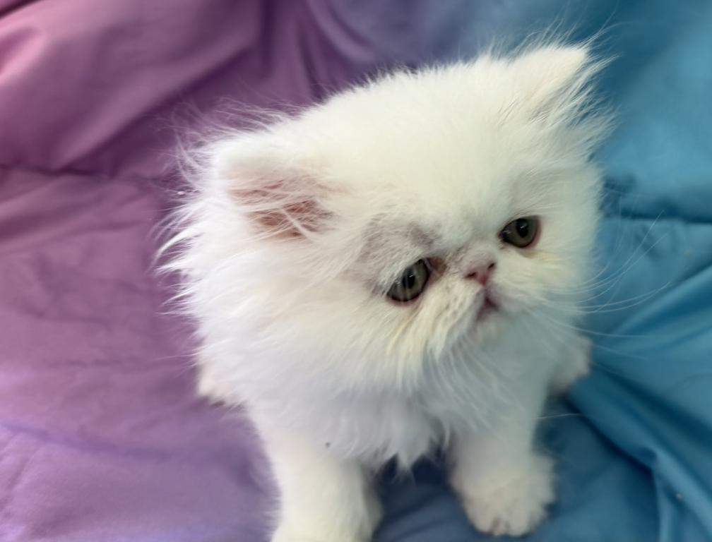 White Persian Boy Ready To Go photo 6