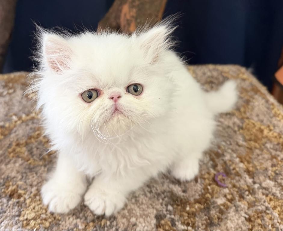 White Persian Boy Ready To Go photo 12