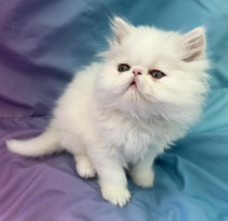 White Persian Boy Ready To Go photo 8
