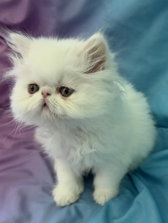 White Persian Boy Ready To Go photo 3