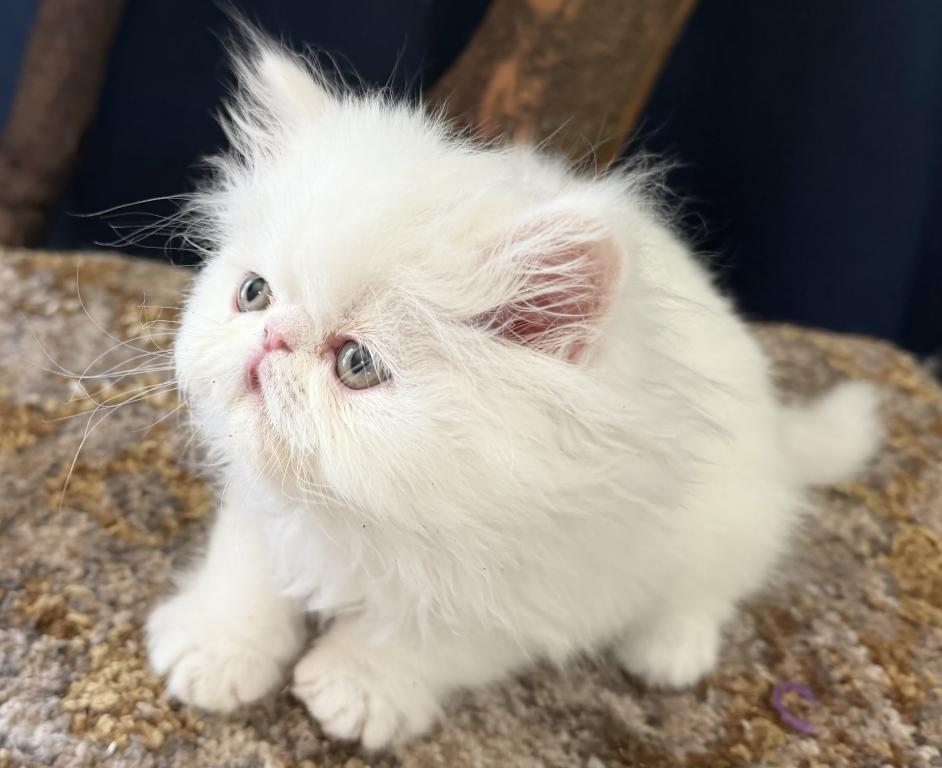 White Persian Boy Ready To Go photo 1
