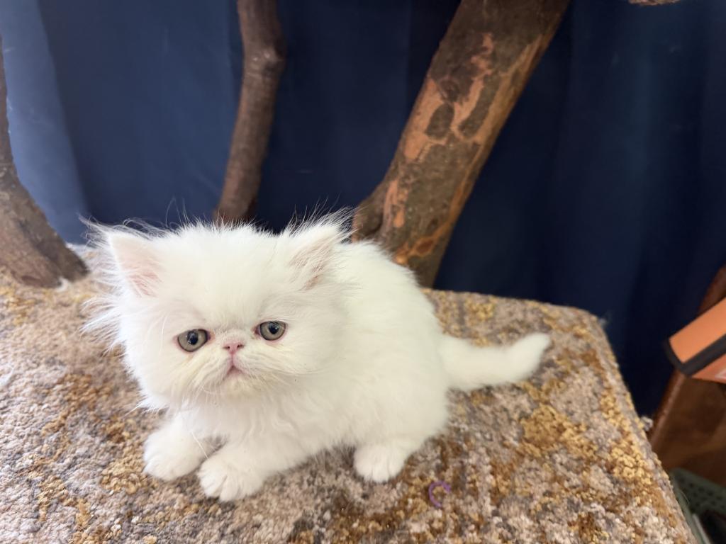 White Persian Boy Ready To Go photo 5