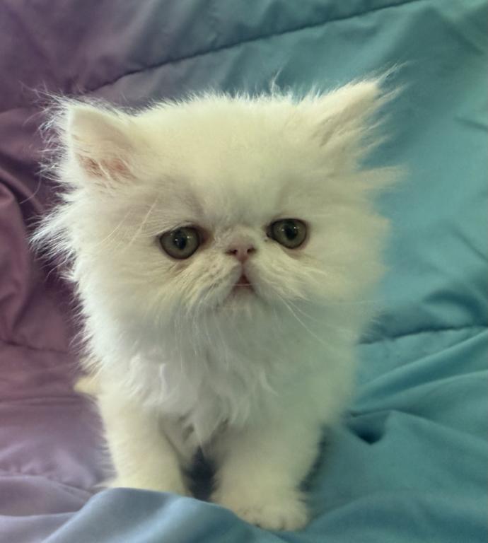 White Persian Boy Ready To Go photo 7