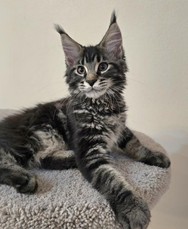 Maine Coon Female photo 1