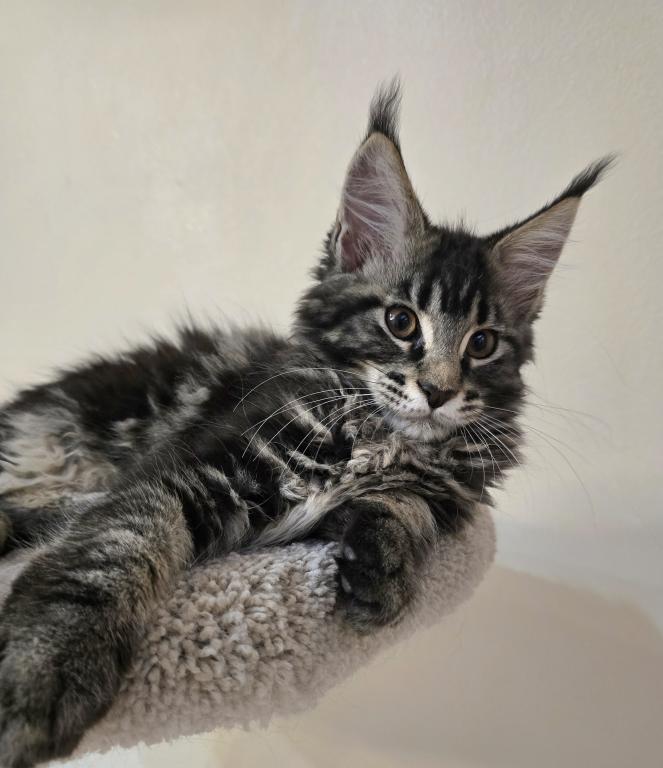 Maine Coon Female photo 6