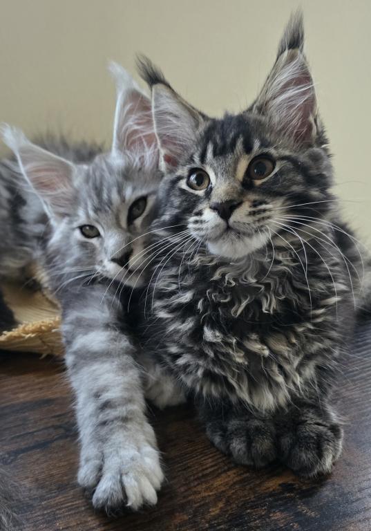 Maine Coon Female photo 4