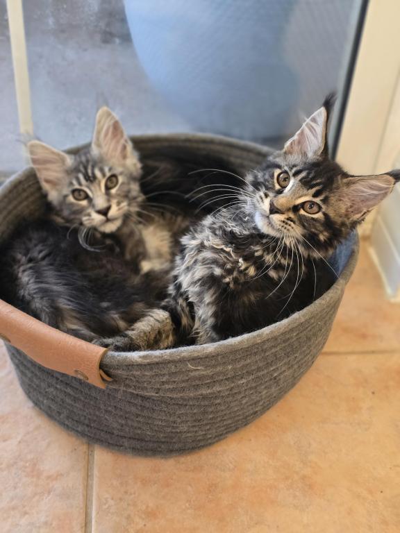 Maine Coon Female photo 2