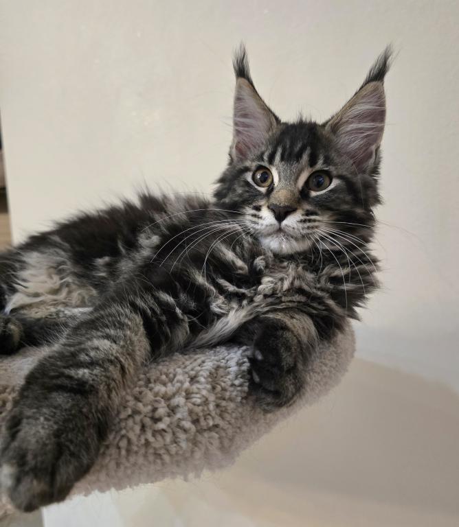 Maine Coon Female photo 5