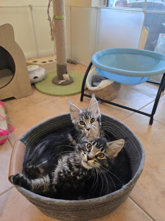 Maine Coon Female photo 3