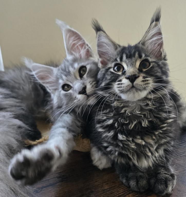 Maine Coon Female photo 7