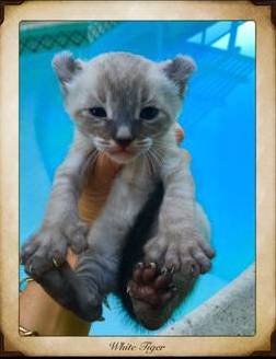 Savannah Lynx Chausie Hybrid Kittens photo 2