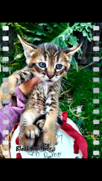 Savannah Lynx Chausie Hybrid Kittens photo 3