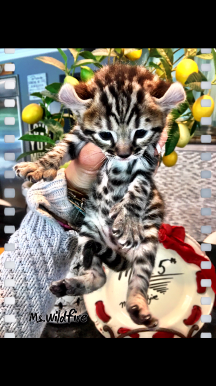 Savannah Lynx Chausie Hybrid Kittens photo 5