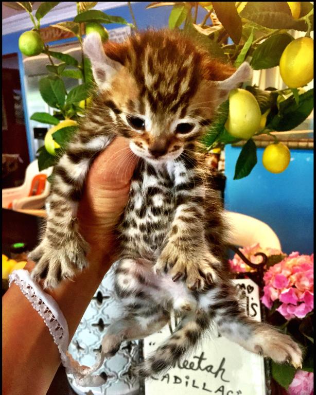 Savannah Lynx Chausie Hybrid Kittens photo 1
