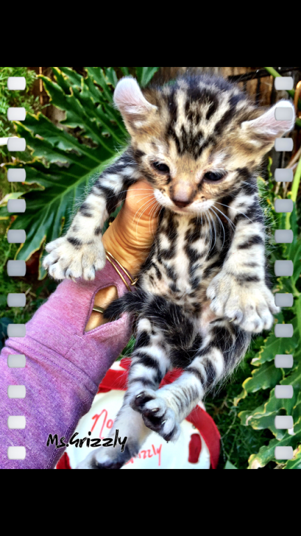 Savannah Lynx Chausie Hybrid Kittens photo 4