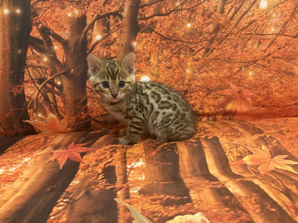 Sheba Babies photo 3