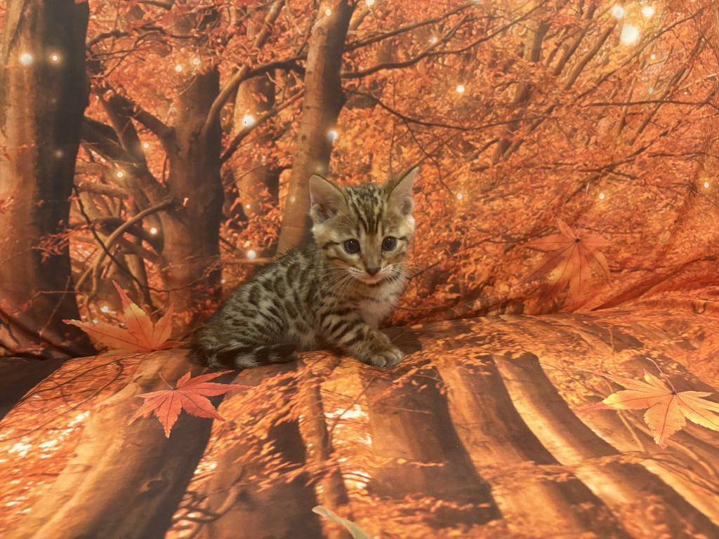 Sheba Babies photo 5