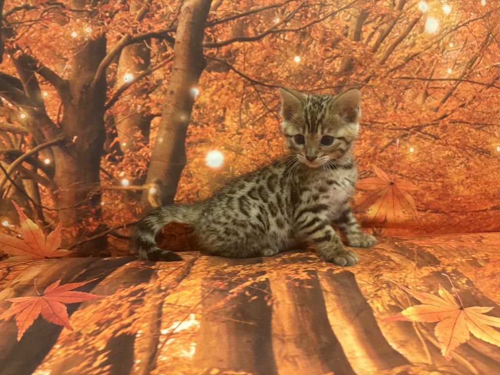 Sheba Babies photo 1