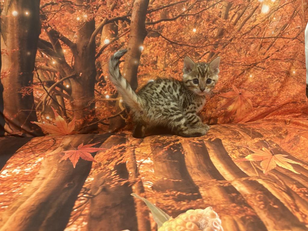 Sheba Babies photo 8