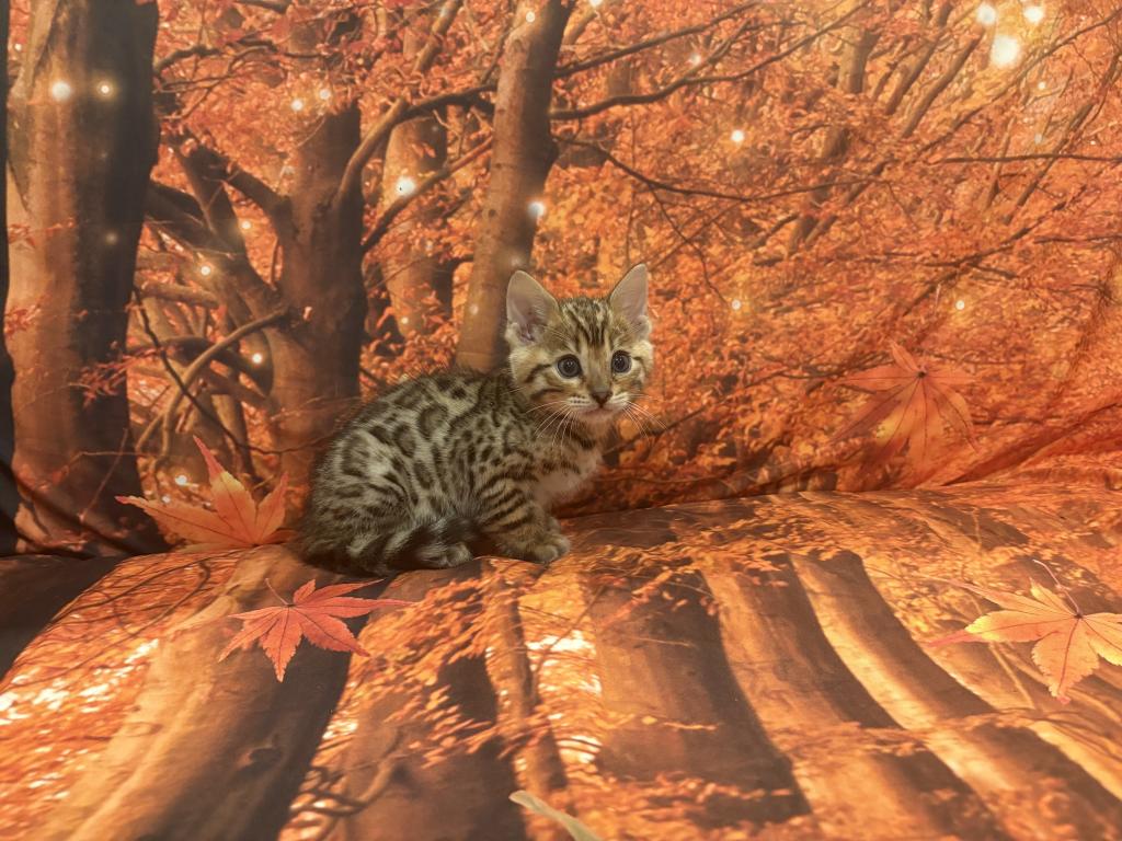 Sheba Babies photo 6