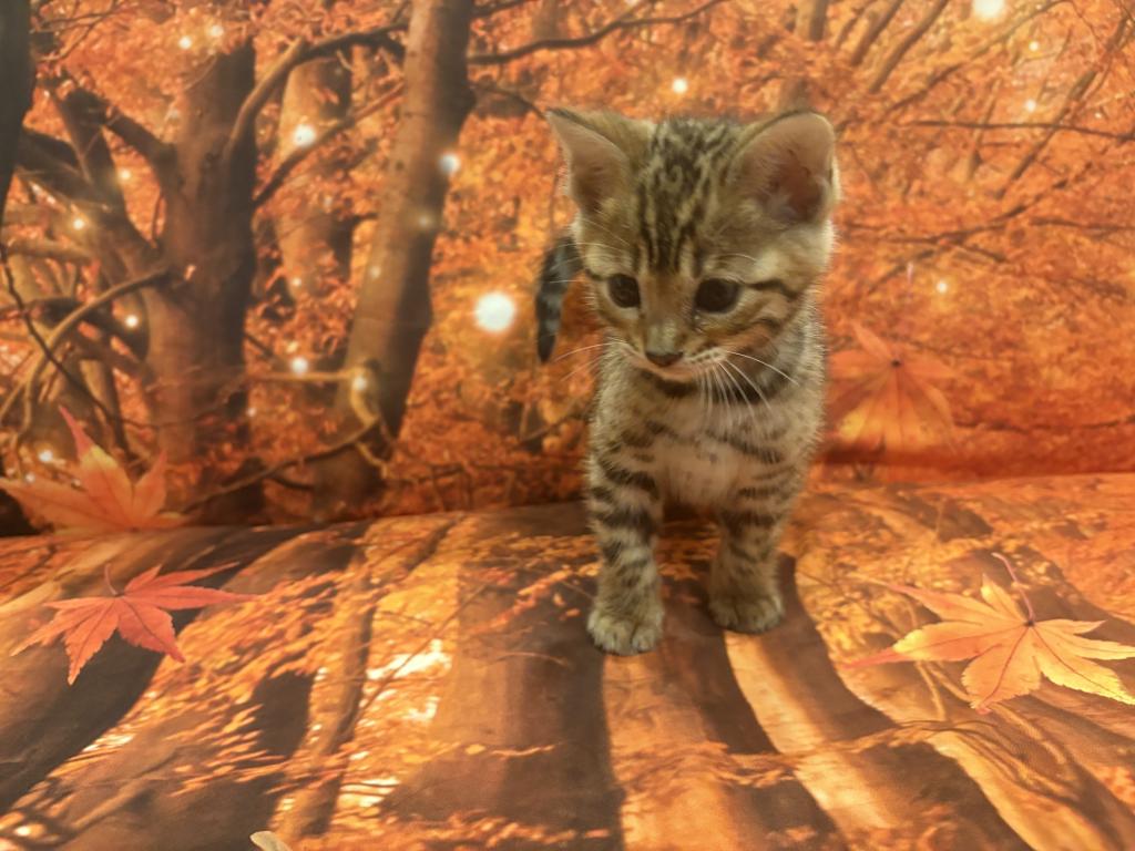 Sheba Babies photo 4