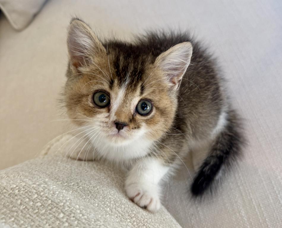 British Shorthair Gold & White Male photo 3