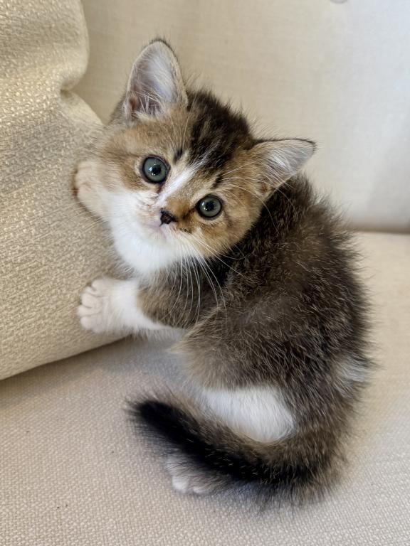 British Shorthair Gold & White Male photo 5