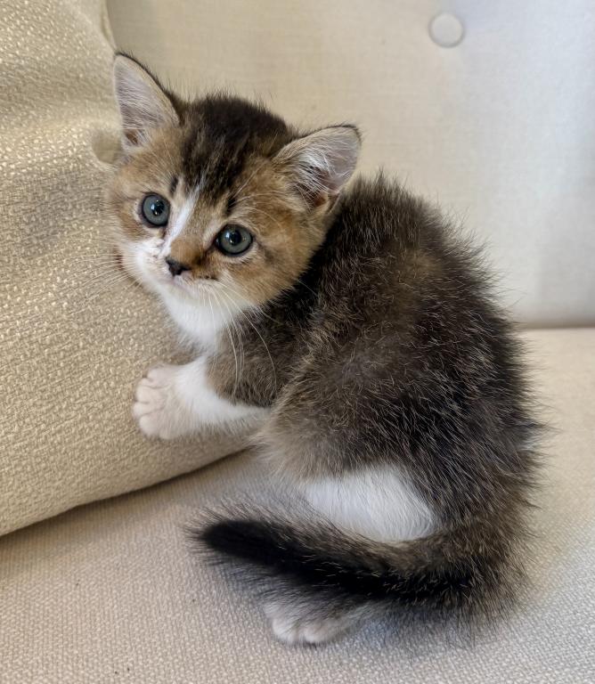 British Shorthair Gold & White Male photo 4