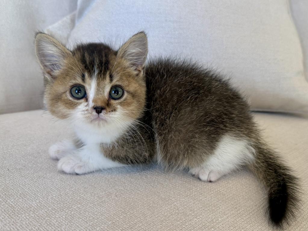 British Shorthair Gold & White Male photo 1