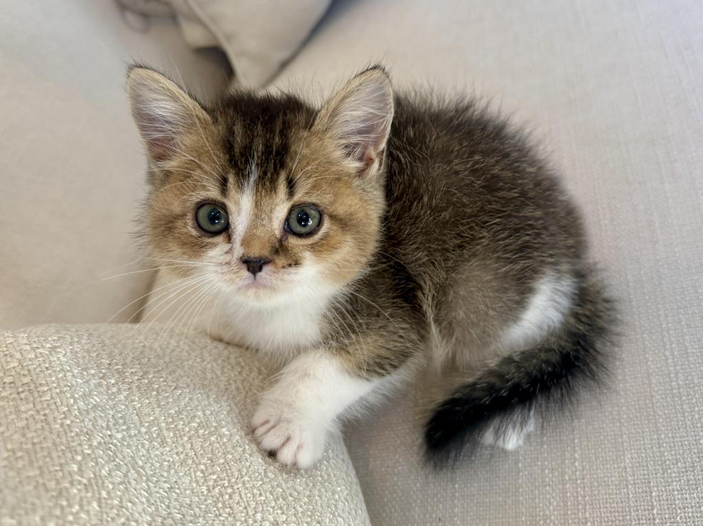British Shorthair Gold & White Male photo 2