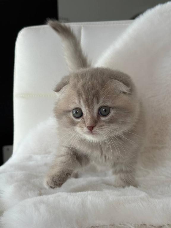 Creamer Scottish Fold Male photo 5